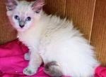 Bluepoint Himalayan girl - Himalayan Cat For Sale - Walterboro&comma; SC&comma; US