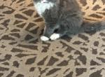 Dahlia and Gucci - Ragamuffin Cat For Sale - Oklahoma City&comma; OK&comma; US