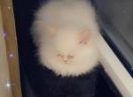 Romeo - Persian Cat For Sale - Oklahoma City&comma; OK&comma; US
