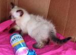 Sealpoint Himalayan girl - Himalayan Cat For Sale - Walterboro&comma; SC&comma; US