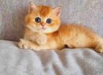 Annita rare chocolate golden shell chinchilla by12 - British Shorthair Cat For Sale - Houston&comma; TX&comma; US