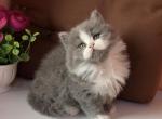 Pako - British Shorthair Cat For Sale - Glendale&comma; CA&comma; US