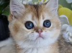 Bella black golden ticked chinchilla ny 25 - British Shorthair Cat For Sale - Houston&comma; TX&comma; US