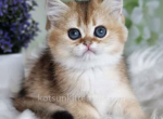 Beatrice black golden ticked chinchilla ny 25 - British Shorthair Cat For Sale - Houston&comma; TX&comma; US