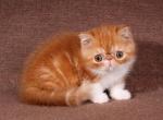Govard - Exotic Cat For Sale - Norwalk&comma; CT&comma; US