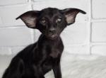 Walter - Oriental Cat For Sale - Pembroke Pines&comma; FL&comma; US