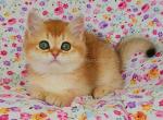 Fistashka golden shaded chinchilla ny 11 - British Shorthair Cat For Sale - Houston&comma; TX&comma; US