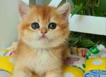 Hanny ny 11 black golden shaded chinchilla - British Shorthair Cat For Sale - Houston&comma; TX&comma; US