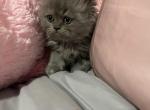 Persian Kittens - Persian Cat For Sale - Dearborn&comma; MI&comma; US