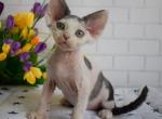 Edgar - Devon Rex Cat For Sale - Norwalk&comma; CT&comma; US
