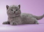 Volt - British Shorthair Cat For Sale - Hollywood&comma; FL&comma; US