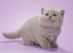 Vasko - British Shorthair Cat For Sale - Hollywood&comma; FL&comma; US
