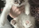 Diesel - Himalayan Cat For Sale - Oklahoma City&comma; OK&comma; US