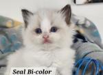 Opal - Ragdoll Cat For Sale - Attica&comma; MI&comma; US