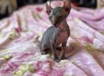 Elf female - Sphynx Cat For Sale - Brooklyn&comma; NY&comma; US