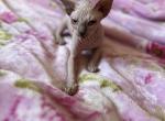Canadian Female - Sphynx Cat For Sale - Brooklyn&comma; NY&comma; US