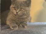 Asher - Scottish Straight Cat For Sale - Bartlett&comma; IL&comma; US