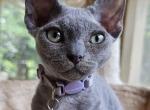 Little thing - Devon Rex Cat For Sale - Williamsburg&comma; VA&comma; US