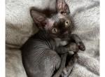 Church - Devon Rex Cat For Sale - Williamsburg&comma; VA&comma; US