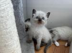 Female Chocolate All Pointed Ragdoll - Ragdoll Cat For Sale - Central Nyack&comma; NY&comma; US