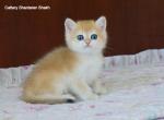 Elisey Shantaren Shakh - British Shorthair Cat For Sale - CA&comma; US