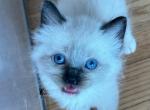 Male Mitted and Socked Chocolate Point Ragdoll - Ragdoll Cat For Sale - Central Nyack&comma; NY&comma; US