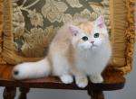 Shantaren Shakh Celine ny12 - British Shorthair Cat For Sale - CA&comma; US