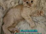Flounder The Little Mermaid Litter - Maine Coon Cat For Sale - Kingman&comma; AZ&comma; US