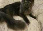 Sansa Game of Thrones Litter - Maine Coon Cat For Sale - Kingman&comma; AZ&comma; US