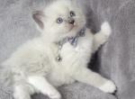 Bueatiful Ragdoll Boy - Ragdoll Cat For Sale - Southwick&comma; MA&comma; US