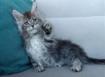 Babochka - Maine Coon Cat For Sale - Miami&comma; FL&comma; US
