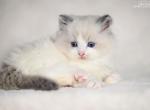 XCorvin - Ragdoll Cat For Sale - Miami&comma; FL&comma; US