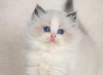 XBran - Ragdoll Cat For Sale - Miami&comma; FL&comma; US