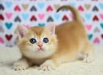 Holly - British Shorthair Cat For Sale - Pembroke Pines&comma; FL&comma; US