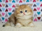 Honey - British Shorthair Cat For Sale - Pembroke Pines&comma; FL&comma; US