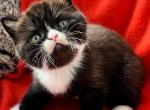 Yan - Scottish Straight Cat For Sale - Pembroke Pines&comma; FL&comma; US