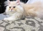 Purrrfect Persians - Persian Cat For Sale - Muscle Shoals&comma; AL&comma; US