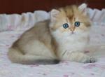 Emma Shantaren Shakh BLH ny11 - British Shorthair Cat For Sale - CA&comma; US