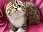 Yuliy - Scottish Fold Cat For Sale - Pembroke Pines&comma; FL&comma; US