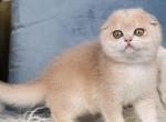 Neutiri - Scottish Fold Cat For Sale - Pembroke Pines&comma; FL&comma; US