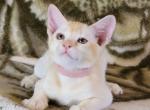 Juliet - Burmese Cat For Sale - Pembroke Pines&comma; FL&comma; US