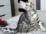 Winston - Bengal Cat For Sale - Norwalk&comma; CT&comma; US