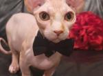 Leo - Bambino Cat For Sale - Mundelein&comma; IL&comma; US