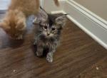 Black Tortie Maine Coon - Maine Coon Cat For Sale - Cumming&comma; GA&comma; US