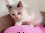 Snow - Ragdoll Cat For Sale - Vancouver&comma; WA&comma; US