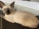 Athena - Siamese Cat For Sale - Phila&comma; PA&comma; US
