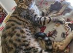 Gorgeous Bengal kittens - Bengal Cat For Sale - VA&comma; US