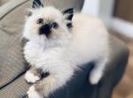 Magnolia - Ragdoll Cat For Sale - Saint Clair&comma; MI&comma; US