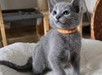 Yoshi - Russian Blue Cat For Sale - Pembroke Pines&comma; FL&comma; US