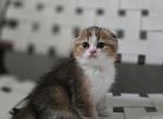 Wally - Scottish Fold Cat For Sale - Levittown&comma; PA&comma; US